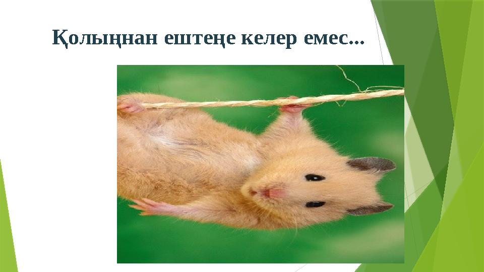 Қолыңнан ештеңе келер емес...