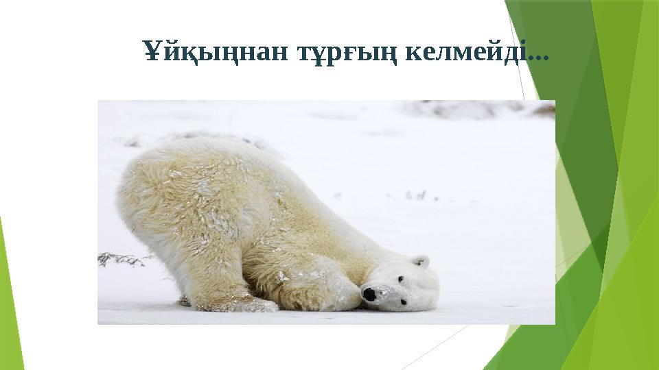 Ұйқыңнан тұрғың келмейді...