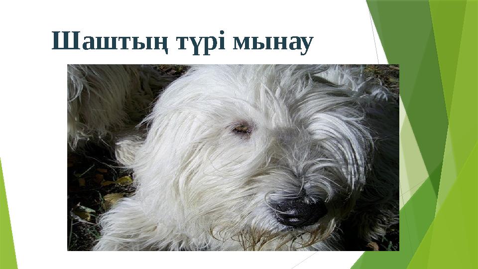 Шаштың түрі мынау