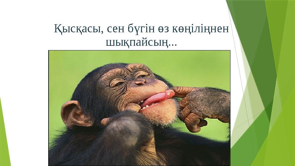 Қысқасы, сен бүгін өз көңіліңнен шықпайсың...
