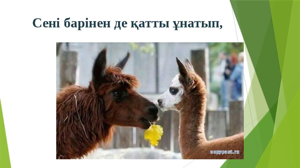 Сені барінен де қатты ұнатып,