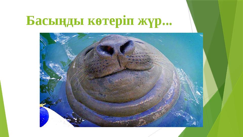 Басыңды көтеріп жүр...