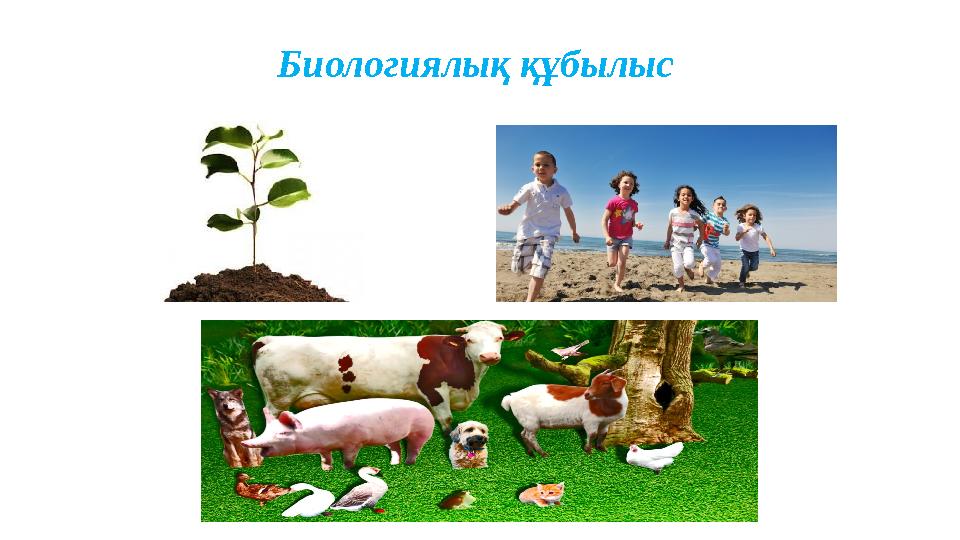 Биологиялық құбылыс