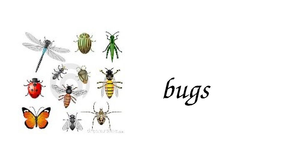 bugs