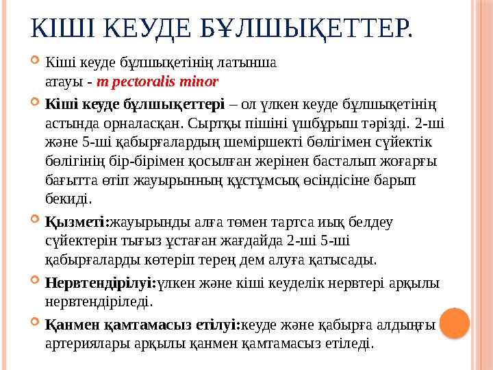 КІШІ КЕУДЕ БҰЛШЫҚЕТТЕР.  Кіші кеуде бұлшықетінің латынша атауы - m pectoralis minor  Кіші к