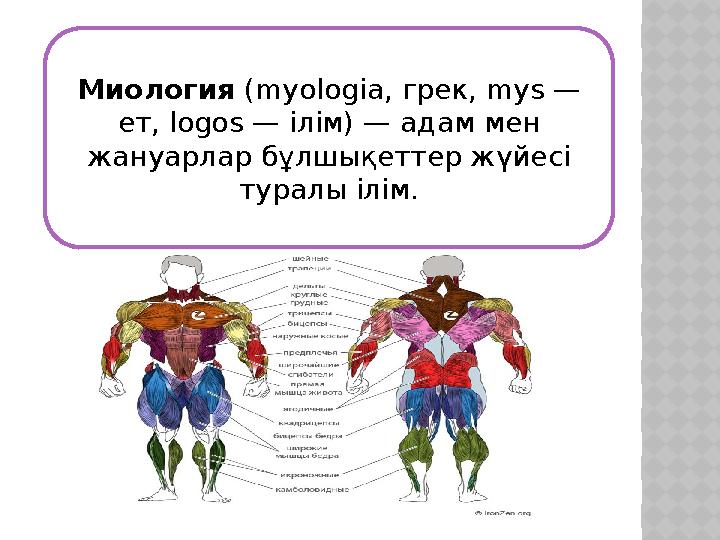 Миология ( myologia, грек, mys — ет, logos — ілім) — адам мен жануарлар бұлшықеттер жүйесі туралы ілім.