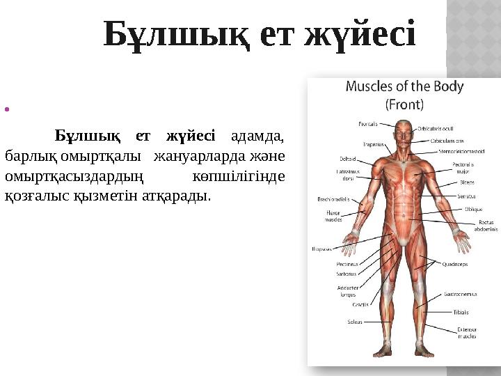  Бұлшық ет жүйесі адамда, барлық омыртқалы жануарларда және омыртқасыздардың көпшілігінде қозғалыс қызметін атқарады.