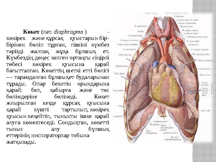 Көкет (лат. diaphragma ) - көкірек және құрсақ қуыстарын бір- бірінен бөліп тұрған, пішіні күмбез тәр