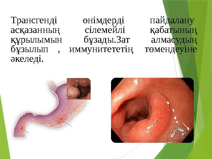 Трансгенді өнімдерді пайдалану асқазанның сілемейлі қабатының құрылымын бұзады.Зат алмасудың бұзылып , иммун