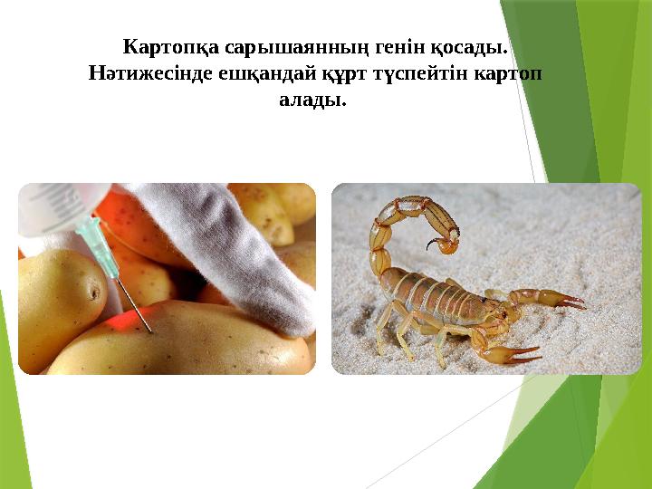 Картопқа сарышаянның генін қосады. Нәтижесінде ешқандай құрт түспейтін картоп алады.