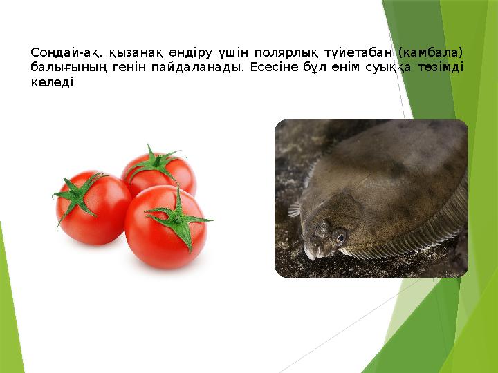 Сондай-ақ, қызанақ өндіру үшін полярлық түйетабан (камбала) балығының генін пайдаланады. Есесіне бұл өнім суыққ