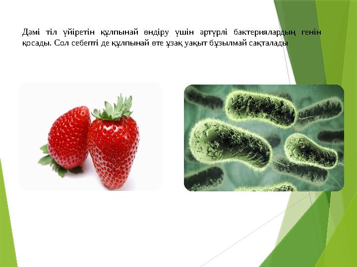 Дәмі тіл үйіретін құлпынай өндіру үшін әртүрлі бактериялардың генін қосады. Сол себепті де құлпынай өте ұзақ уа
