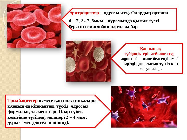 Эритроциттер – ядросы жоқ. Олардың орташа d – 7, 2 - 7, 5мкм – құрамында қызыл түсті беретін гемоглобин нәруызы бар Қа