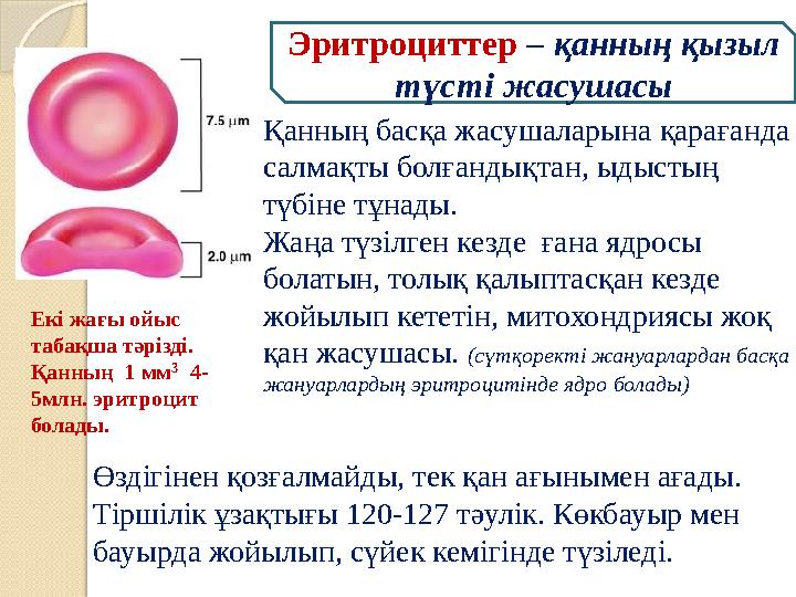 Эритроциттер – қанның қызыл түсті жасушасы Қанның басқа жасушаларына қарағанда салмақты болғандықтан, ыдыстың түбіне тұ