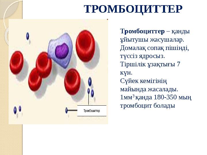 ТРОМБОЦИТТЕР Тромбоциттер – қанды ұйытушы жасушалар. Домалақ сопақ пішінді, түссіз ядросыз. Тіршілік ұзақтығы 7 күн.