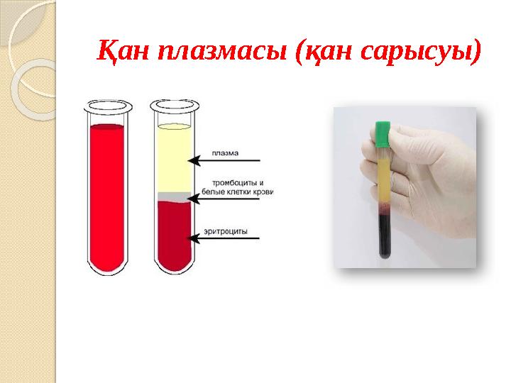 Қан плазмасы (қан сарысуы)
