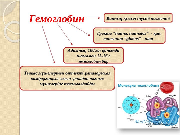 Гемоглобин Қанның қызыл түсті пигменті Грекше “haima, haimatos” - қан, латынша “globus” - шар Адамның 100 мл қанында ш