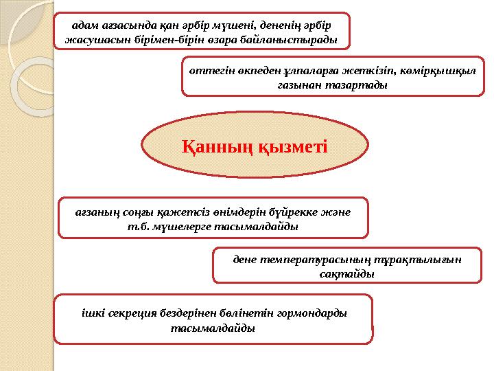 Қанның қызметі адам ағзасында қан әрбір мүшені, дененің әрбір жасушасын бірімен-бірін өзара байланыстырады дене температу