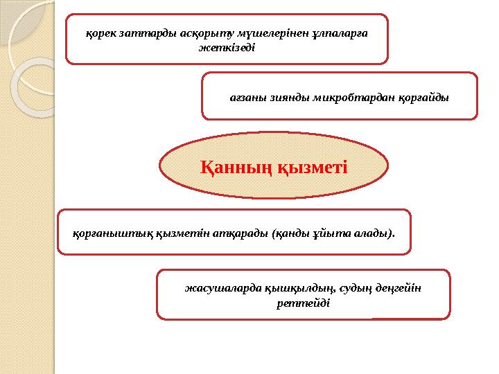 қорек заттарды асқорыту мүшелерінен ұлпаларға жеткізеді ағзаны зиянды микробтардан қорғайды қорғаныштық қызметін атқарады