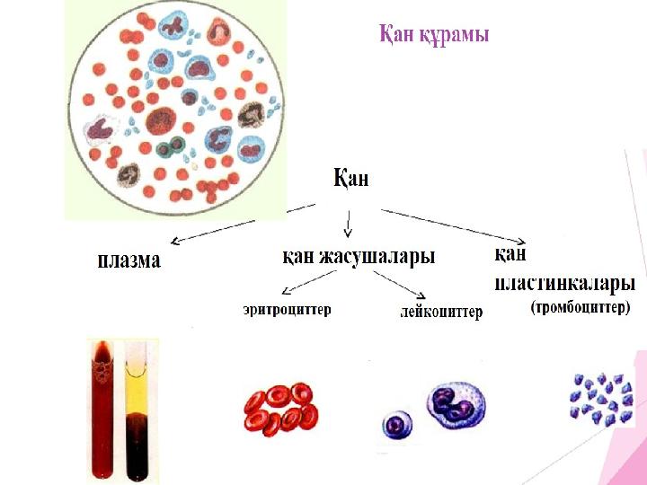 Үйде жасалған үлкен пландағы порно видео Наталья Сенчукова эротикалық фотосуреттер
