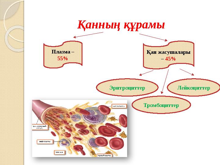 Спермограммада эритроциттер, сперматозоидтар және лейкоциттер жоғарылайды. Спермограммада эритроциттер, сперматозоидтар және лейкоциттер жоғарылайды.
