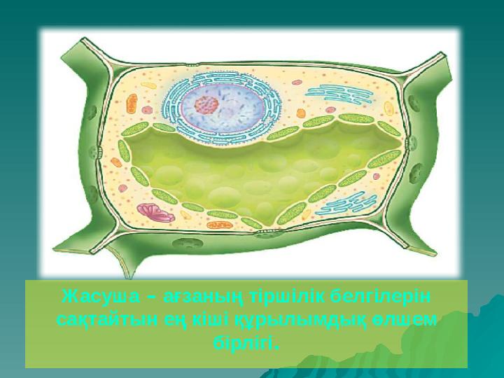 Жасуша – а ғзаның тіршілік белгілерін сақтайтын ең кіші құрылымдық өлшем бірлігі .