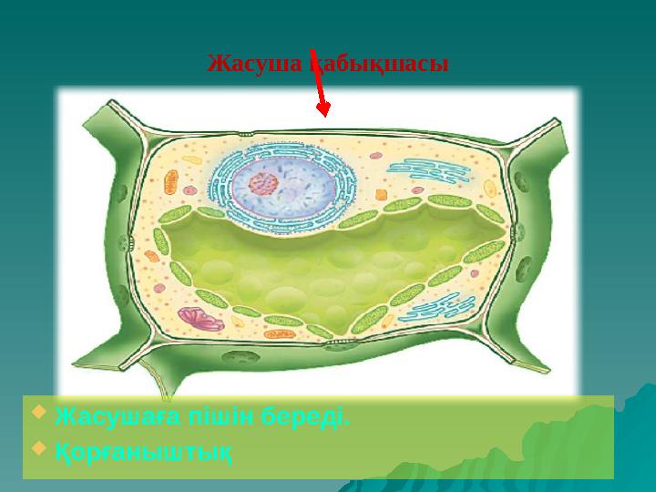 Жасуша қабықшасы  Жасушаға пішін береді.  Қорғаныштық