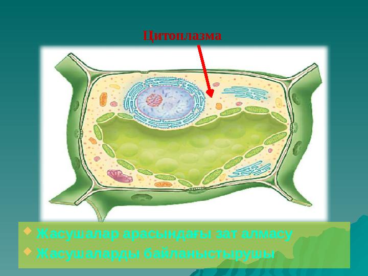 Цитоплазма  Жасушалар арасындағы зат алмасу  Жасушаларды байланыстырушы
