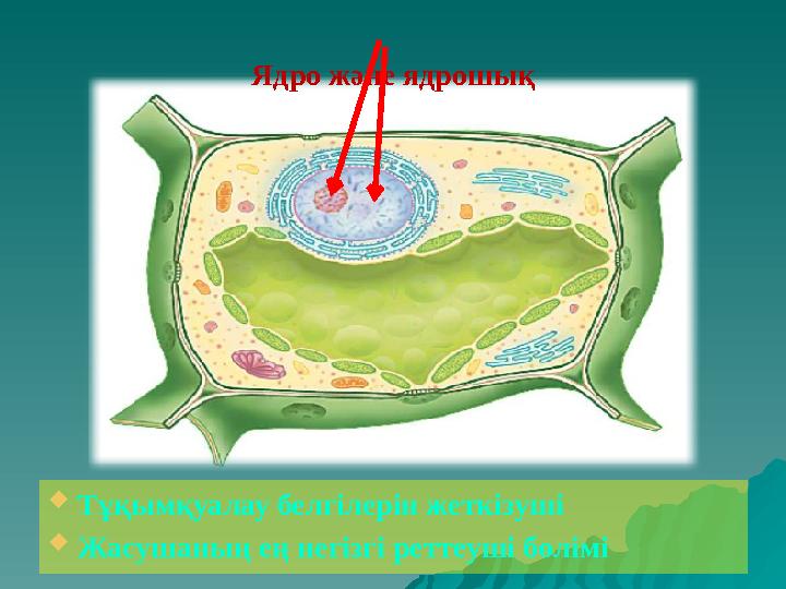 Ядро ж әне ядрошық  Тұқымқуалау белгілерін жеткізуші  Жасушаның ең негізгі реттеуші бөлімі