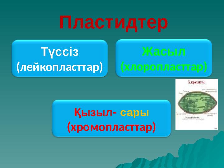 Пластидтер Түссіз (лейкопласттар) Жасыл (хлоропласттар) Қызыл - сары (хромопласттар)