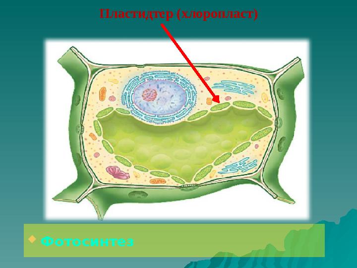 Пластидтер (хлоропласт)  Фотосинтез