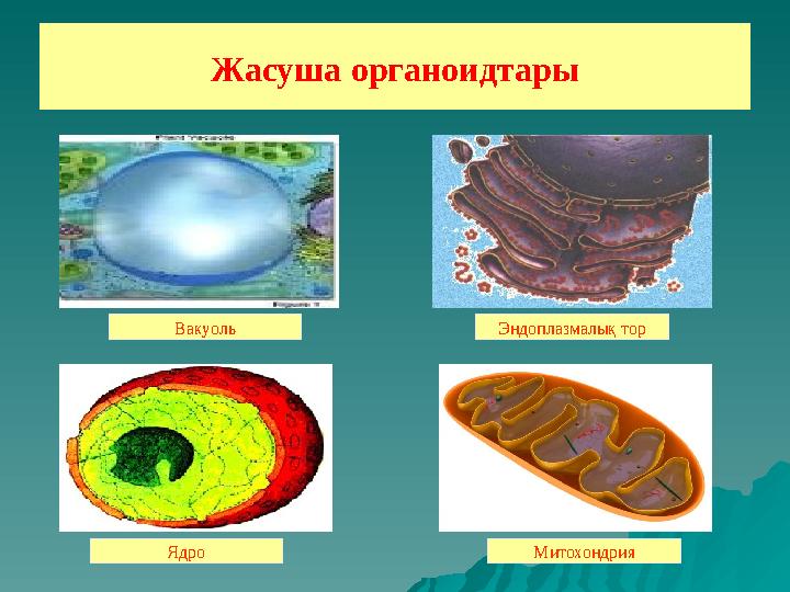 Жасуша органоидтары МитохондрияЭндоплазмалық тор Ядро Вакуоль