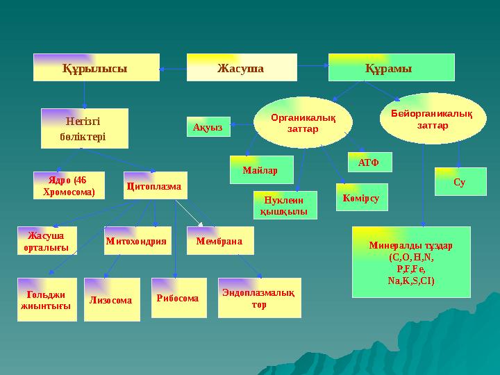 Құрылысы Жасуша Құрамы Негізгі бөліктері Цитоплазма Ядро (46 Хромосома) Эндоплазмалық торМембрана Митохондрия Жасуша