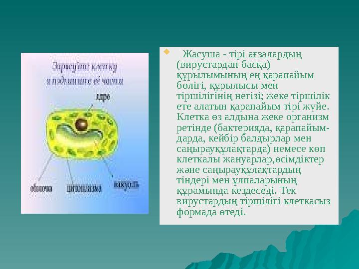  Жасуша - тірі ағзалардың (вирустардан басқа) құрылымының ең қарапайым бөлігі, құрылысы мен тіршілігінің негізі; жеке ті