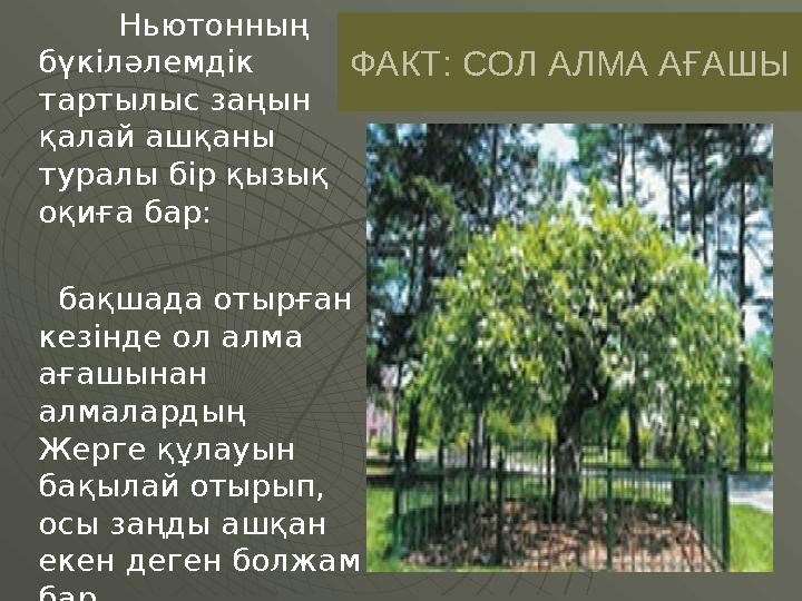 Ньютонның бүкіләлемдік тартылыс заңын қалай ашқаны туралы бір қызық оқиға бар: бақшада отырған кезінде ол алма ағашына