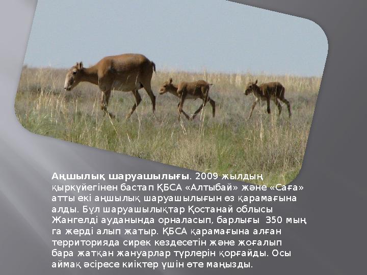 Аңшылық шаруашылығы . 2009 жылдың қыркүйегінен бастап ҚБСА «Алтыбай» және «Саға» атты екі аңшылық шаруашылығын өз қарамағына