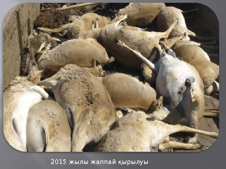 2015 жылы жаппай қырылуы