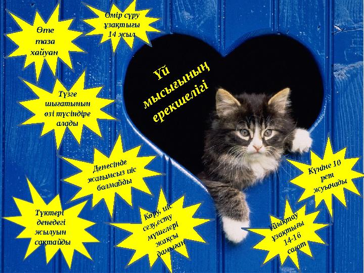 Үй м ы сы ғы ны ң ерекш елігі Өте таза хайуан Түзге шығатынын өзі түсіндіре алады Денесінде жағымсыз иіс болма