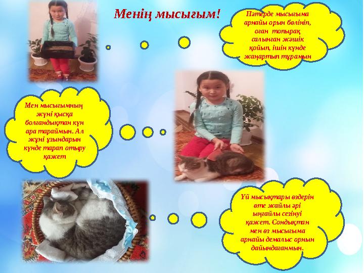 Менің мысығым! Пәтерде мысығыма арнайы орын бөлініп, оған топырақ салынған жәшік қойып, ішін күнде жаңартып тұрам
