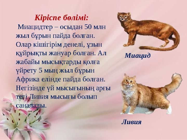 Кіріспе бөлімі: Миацидтер – осыдан 50 млн жыл бұрын пайда болған. Олар кішігірім денелі, ұзын құйрықты жануар болған