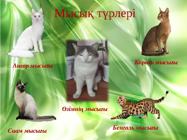 Медбикемен жыныстық қатынасқа түскен сарбаздар Көкірек жетілген балапан