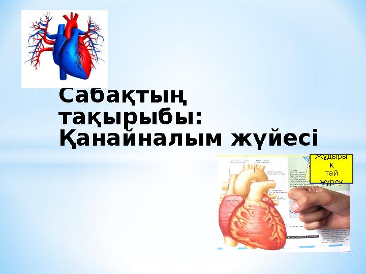 Сабақтың тақырыбы: Қанайналым жүйесі Жұдыры қ тай жүрек