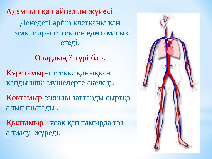 Адамның қан айналым жүйесі Денедегі әрбір клетканы қан тамырлары оттекпен қамтамасыз етеді. Олардың 3 түрі бар: Күретамыр-отте