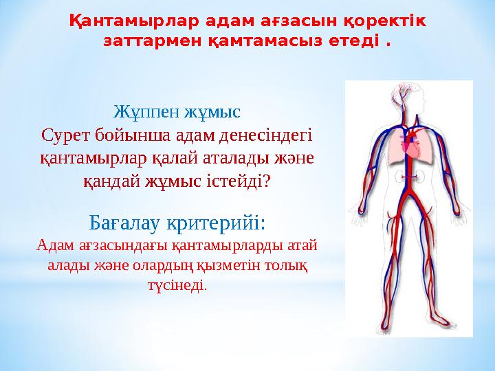 Қантамырлар адам ағзасын қоректік заттармен қамтамасыз етеді . Жұппен жұмыс Сурет бойынша адам денесіндегі қантамырлар қалай а