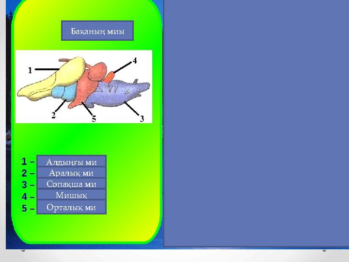 Алдыңғы ми Аралық ми Сопақша ми Мишық Орталық ми Бақаның миы
