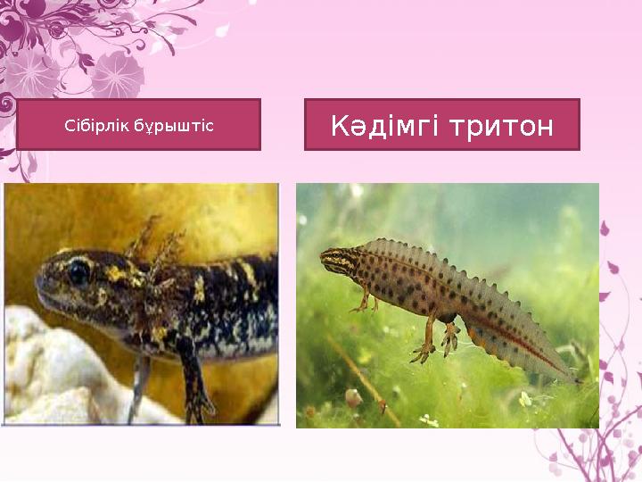 Кәдімгі тритонСібірлік бұрыштіс