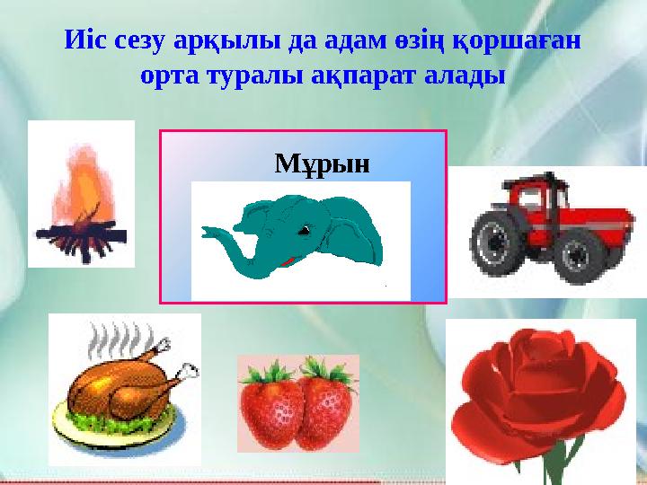 Иіс сезу арқылы да адам өзің қоршаған орта туралы ақпарат алады Мұрын