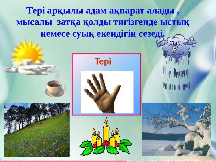 Тері арқылы адам ақпарат алады , мысалы затқа қолды тигізгенде ыстық немесе суық екендігін сезеді. Тері