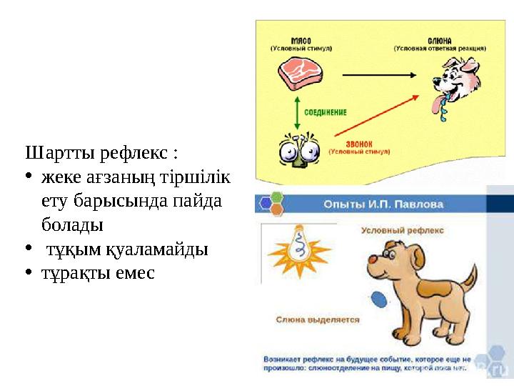 Жалаңаш топтық рефлекстің фотосы