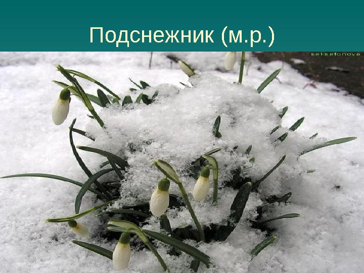 Подснежник (м.р.)
